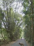 Stand of bamboo at Pulau Ubin