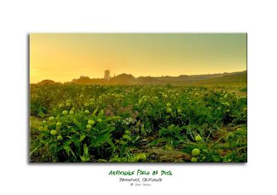 Artichoke Field at Dusk