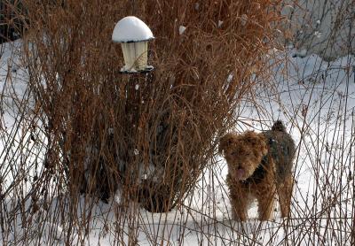 cody in the wilderness