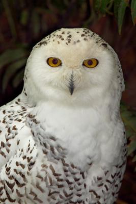 Snowy Owl1w.jpg
