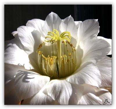 Cactus Bloom