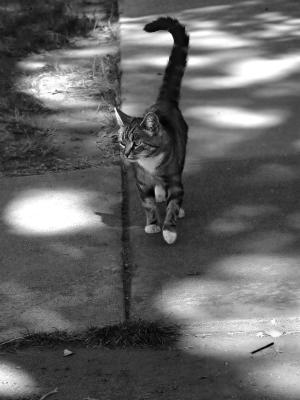 u45/digipets/medium/34633916.TabbyCat_filtered.jpg