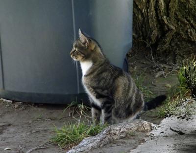 More Airport Tabby Cat