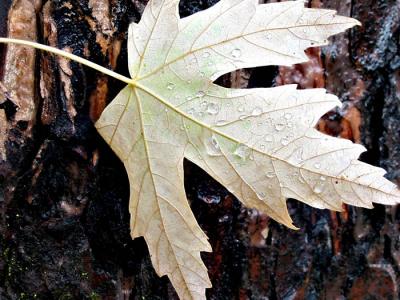leaf on bark