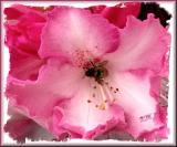 Bee in flower.jpg