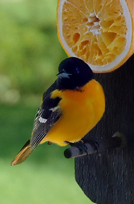 Oriole