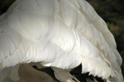 swan feathers.jpg