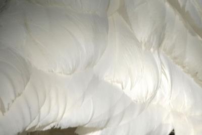 swan feathers2.jpg