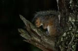 Squirrel hiding from a thunderstorm