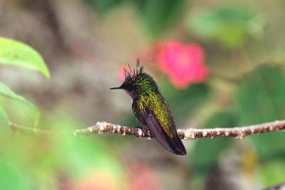 Antillean Crested Hummingbird, St. Lucia (Slide Scan)