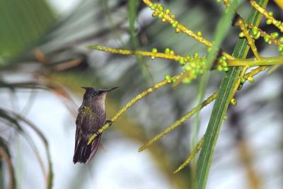 Antillean Crested Hummingbird Male, St. Lucia