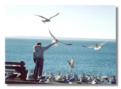 Hand feeding the birds