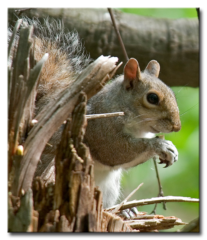 DSC_9239m800.jpg