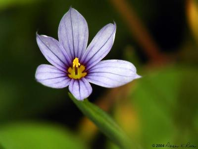 Blue-eyed Grass