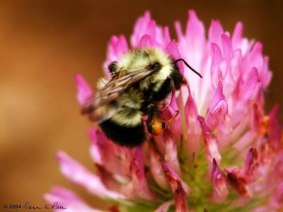 Red Clover Macro and Bumblebee