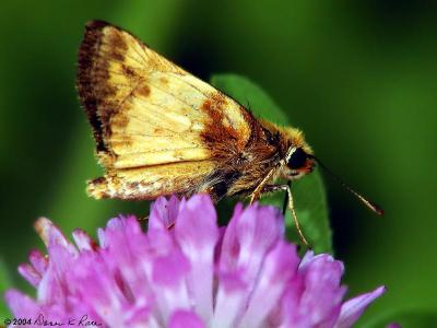 Skipper Butterfly on Red Clover