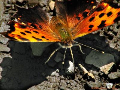 WV ~ Butterflies - Brushfoot Family