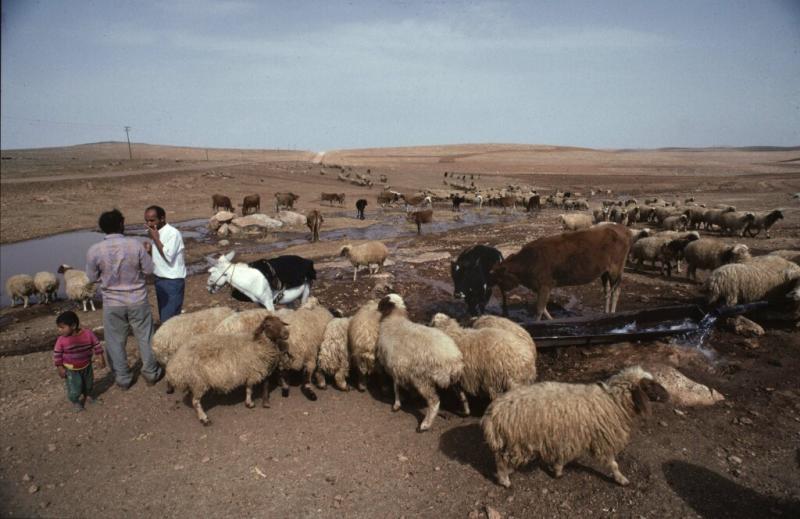 Harran ride 03