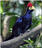 Lady Ross Turaco