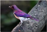 Violet-backed Starling - male