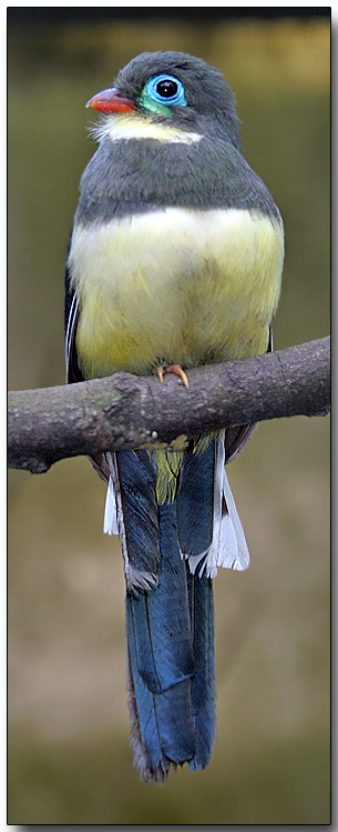 Sumatran Trogon