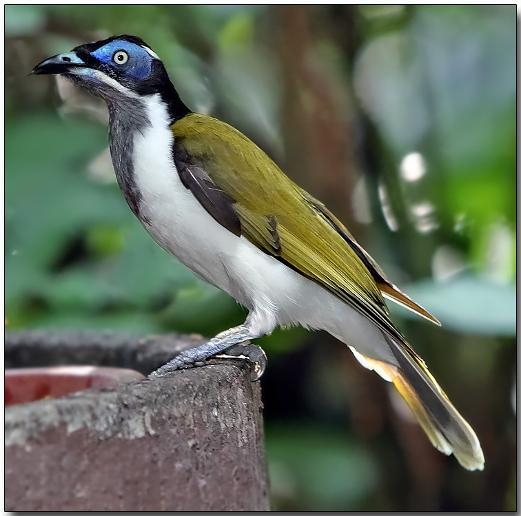 Blue-faced Honeyeater