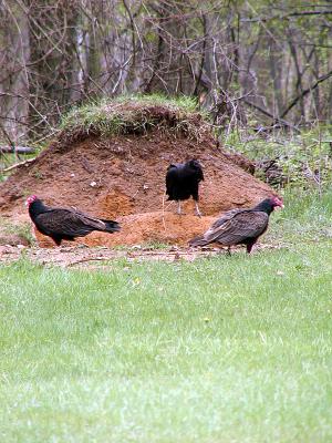 More turkey vultures by Rawhide. The one with the black head is an immature bird from last year.