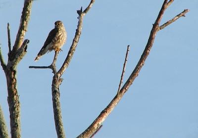 hawk in the 'hood