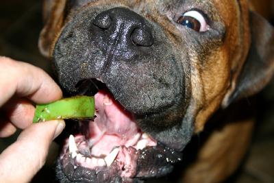 Mmm, bell peppers!