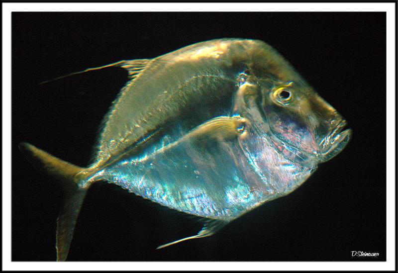 Fish (!)