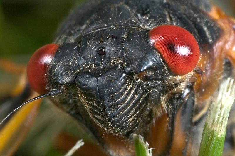 Cicada 0870