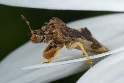 Strange bug on daisy 0875 (V37)