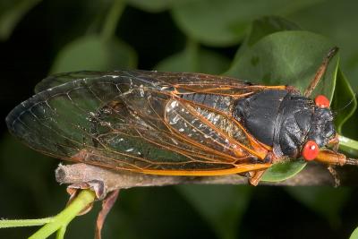 Cicada 1034 (V37)
