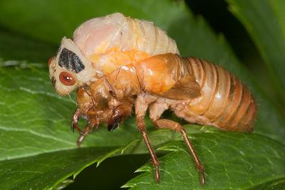 Cicada 1006 (V37)