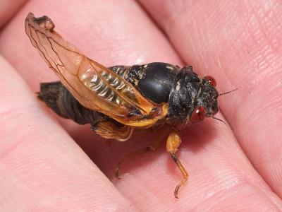 Cicada on hand 1072 (V39)