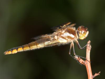 Dragonfly 1366 (V38)