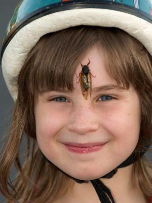 Tali cicada on head 1483