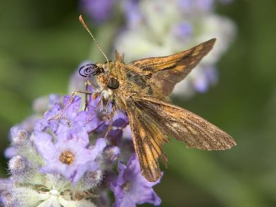Butterfly on lavender 1427 (V38)