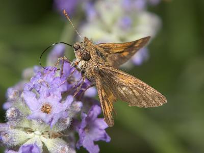 Butterfly on lavender 1428 (V38)