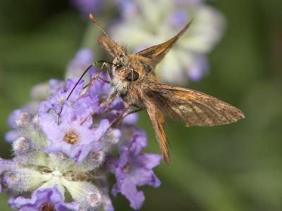 Butterfly on lavender 1429 (V38)