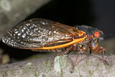 Cicadas 1208 (V38)