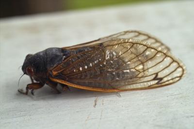 IMG04333.jpg
