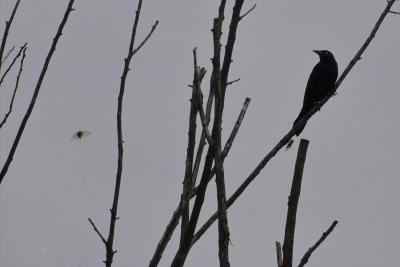 IMG04464 - full crop.jpg