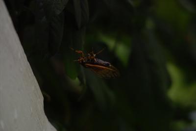 IMG04501.jpg