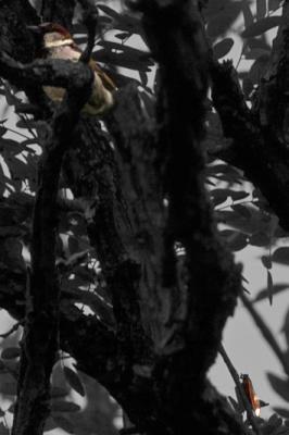 Cicada