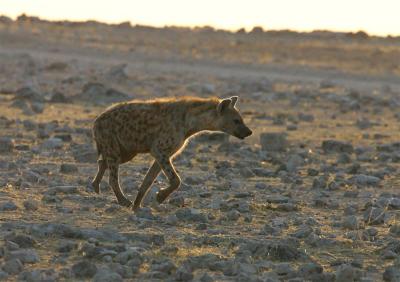 Spotted-Hyena - early morning.jpg