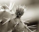 cactus bud