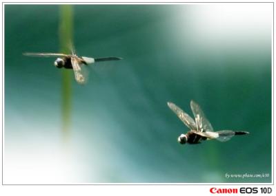 Pseudothemis zonata - ɱaf