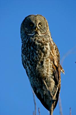Shot #1 of Great Gray Owl, WI-35