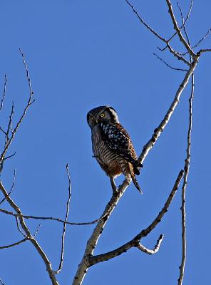 Northern Hawk Owl #2
